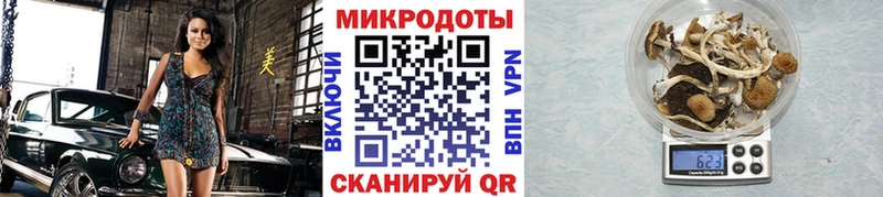 закладка  Кирово-Чепецк  Галлюциногенные грибы мицелий 